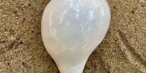 vamavarti original loud blowing shankh conch