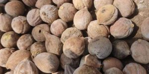 Dry Baheda Fruit