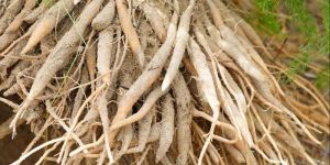 Dry Shatavari Roots