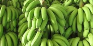 Fresh Cavendish G9 Banana