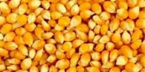 Yellow Maize Seeds