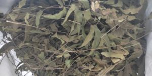 Neem Leaves