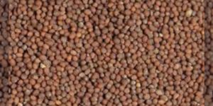 Mustard Seeds
