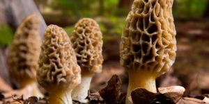 Kashmiri Morel Mushroom