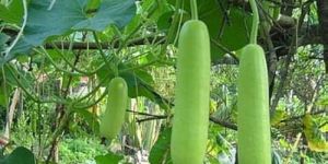 Fresh Bottle Gourd