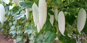 Fresh Snake Gourd
