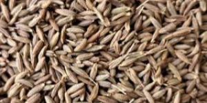 Singapore 99 Cumin Seed