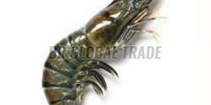 Frozen Black Tiger Shrimp