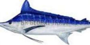 Frozen Marlin Fish