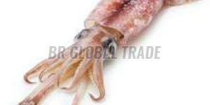 Frozen Needle Squid