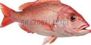 Frozen Red Snapper Fish