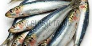 Frozen Sardine Fish