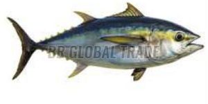Frozen Tuna Fish