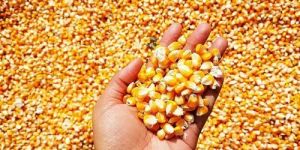 Human Animal Feed Grade Consumption Yellow Corn Maize