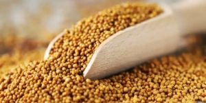 Yellow Mustard
