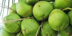 Green Tender Coconut