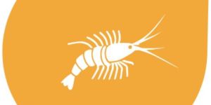 Krill Pro Krill Meal