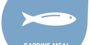 Sardine Pro Fish Meal