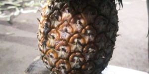 Fresh Pineapple