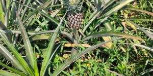 Lease Land for Fruit Gardens