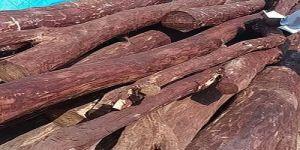 26 Feet Red Sandalwood Logs