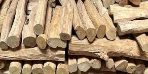 A Grade Yellow Sandalwood Logs