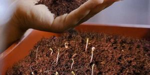 Low EC Coco Peat Powder