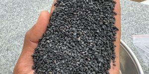 Black Premium Quality Sesame Seeds