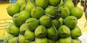 Tender Green Coconut