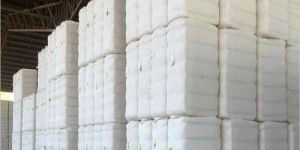 Compressed Cotton Bale
