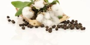 Raw Ginned Seed Cotton Bulk