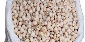 5 Plus Suta HP Makhana