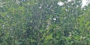 Kalapati Chiku Plants