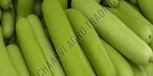 Fresh Bottle Gourd