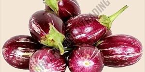 Fresh Brinjal