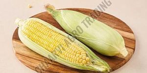 Fresh Corn