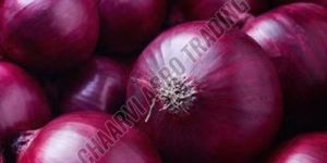 Fresh Red Onion