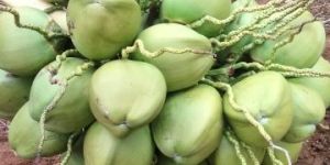 Fresh Tender Coconut
