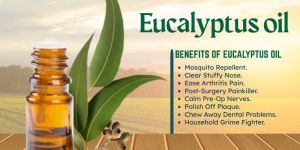 Eucalyptus Oil