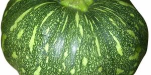 a Grade Fresh Pumpkin