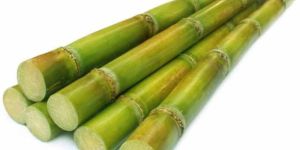 A Grade Fresh Sugarcane