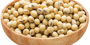 White Superior Soybean Grain Seed