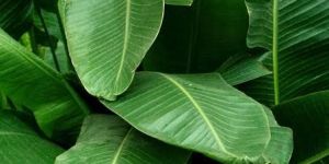 Banana Leaf