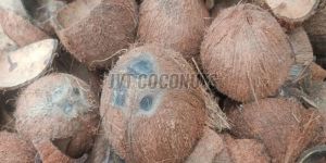 Coconut Shells