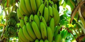 a Grade Green Banana