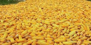 Maize