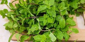 Mint Leaves