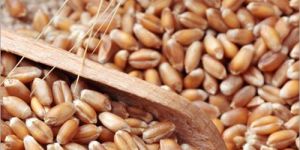 Organic Whole Wheat Grain