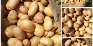 Fresh Brown Potato