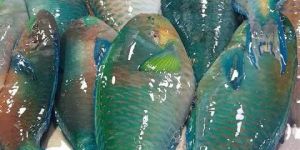 Fresh Parrot Fish